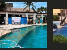 Rechazan turistas a hoteles de Quintana Roo con delfinarios y buscan opciones más sostenibles