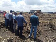 Plaga y cierre de mercado estadounidense golpea a cañeros