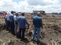 Plaga y cierre de mercado estadounidense golpea a cañeros