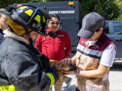 Encabeza Estefanía Mercado rescate emergente y abre expediente por abandono de cuatro “lomitos”