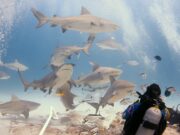 Genera tiburón mayores ingresos vivo que muerto