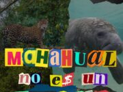 Pide Greenpeace a Semarnat rechazar MIA de “Perfect Day” y alerta que modelo se replicaría en Cozumel