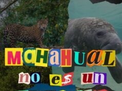 Pide Greenpeace a Semarnat rechazar MIA de “Perfect Day” y alerta que modelo se replicaría en Cozumel