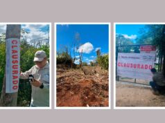Detecta Profepa daños a más de cuatro hectáreas de selva en Quintana Roo durante operativo nacional
