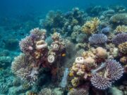 Impactan descargas de aguas negras a arrecifes y agravan crisis coralina en Cancún