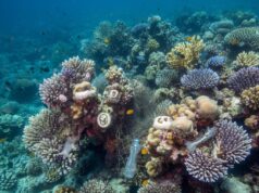 Impactan descargas de aguas negras a arrecifes y agravan crisis coralina en Cancún