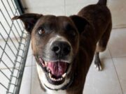 Guardan perros hasta en los baños del Cencaaz de Playa del Carmen