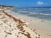 Tulum | Impacta sargazo en plena temporada baja