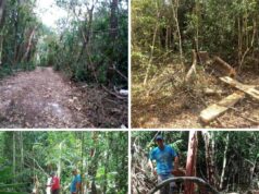 Denuncian tala clandestina e invasión de terreno en Yum Balam; piden intervención de Profepa