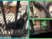 Animales atrapados entre el abandono de dueños y de las autoridades