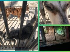 Animales atrapados entre el abandono de dueños y de las autoridades