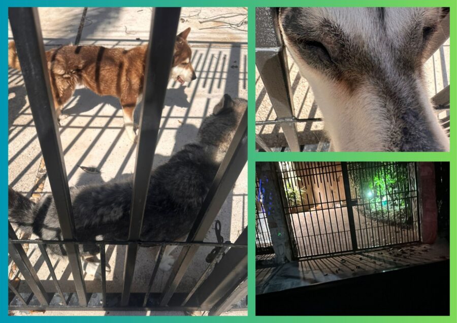 Animalitos abandonados
