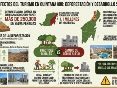 Alcanza deforestación niveles críticos en Quintana Roo por la expansión urbana y agrícola