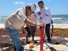 Cozumel marca los primeros nidos de tortuga de la temporada 2026