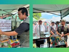 Aseguran cocodrilo Moreletii, dragón barbudo y camaleón en tianguis de la 100