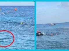 Sorprende cocodrilo a competidoras infantiles a metros de la meta en Cozumel