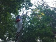 Por ola de calor, atacan abejas africanizadas en Bacalar