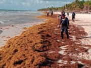 Traerán a 300 marinos para recolectar sargazo en Playa del Carmen