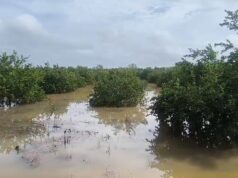 Lluvias inundan cultivos en comunidad de José María Morelos