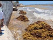 Alistan nuevas estrategias contra el sargazo en Playa del Carmen