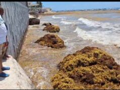 Alistan nuevas estrategias contra el sargazo en Playa del Carmen