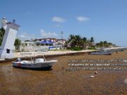 Convierte Puerto Morelos el sargazo en un biofertilizante con éxito mundial
