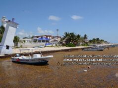 Convierte Puerto Morelos el sargazo en un biofertilizante con éxito mundial