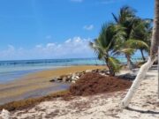 Colapsa economía y playas de Mahahual por recale masivo de sargazo