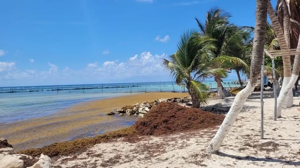 Sargazo mayo Mahahual