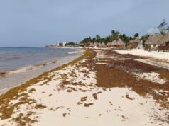 Ante afectación por sargazo, darán subsidios a comercios en Playa del Carmen