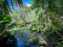 Advierte Centinelas del Agua sobre riesgos de realizar proyectos en Tulum sin un programa de ordenamiento territorial