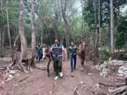 Rescatan a 12 caballos que eran utilizados para tours en Tulum