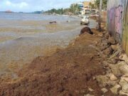 Deteriora sargazo las vialidades en Playa del Carmen