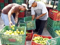 Analiza gobierno de Quintana Roo crear Centro de Transferencia para productores agrícolas