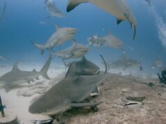 Regresará este mes el Festival del Tiburón Toro en Playa del Carmen