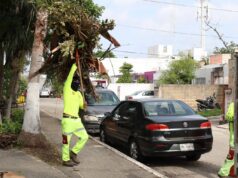 Firme labor de erradicación de basureros clandestinos en Cancún