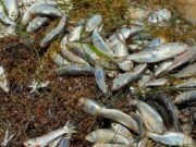 Mortandad de peces en Puerto Morelos no fue por sargazo, aclara Mara Lezama