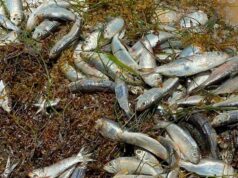 Mortandad de peces en Puerto Morelos no fue por sargazo, aclara Mara Lezama