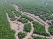Tulum | Denuncian devastación de selva por obra inmobiliaria que avanzaría sin permisos ambientales