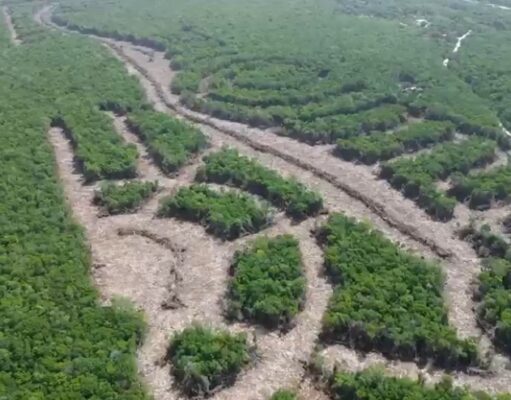 Tulum | Denuncian devastación de selva por obra inmobiliaria que avanzaría sin permisos ambientales