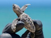 Señalan otra inconsistencia en MIA de Perfect Day: Excluye registros de anidación de tortugas