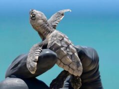 Señalan otra inconsistencia en MIA de Perfect Day: Excluye registros de anidación de tortugas
