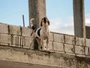 Cero impunidad ante el maltrato animal en Quintana Roo