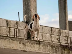 Cero impunidad ante el maltrato animal en Quintana Roo