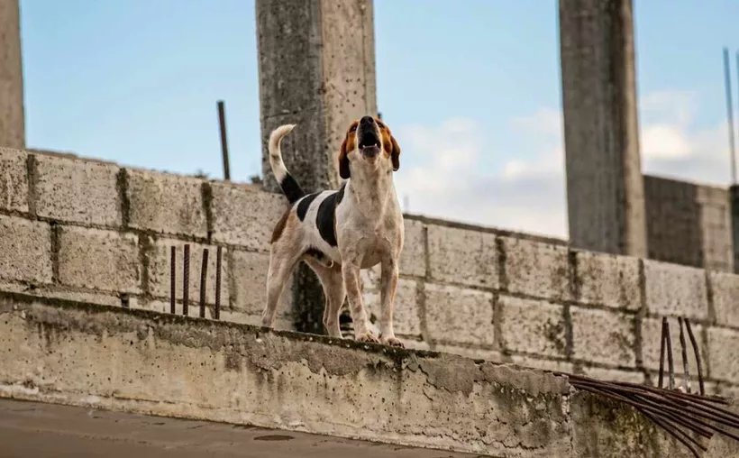 animales