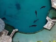 Tres meses de silencio: Dolphin Discovery deja en el aire el futuro de sus delfines
