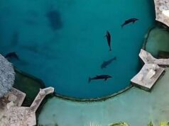 Tres meses de silencio: Dolphin Discovery deja en el aire el futuro de sus delfines