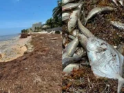 Alarma en Puerto Morelos: cientos de peces aparecen muertos entre el sargazo
