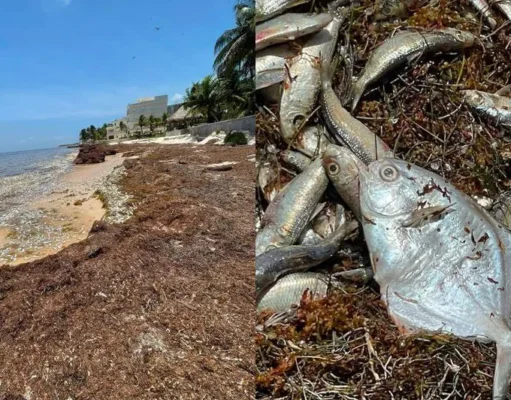 Alarma en Puerto Morelos: cientos de peces aparecen muertos entre el sargazo
