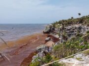 Anuncia Sheinbaum adquisición de barcos y barreras para evitar sargazo en QRoo